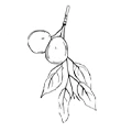 Handgezeichnete Marula-Frucht mit Blättern und Wurzeln in schwarzer Linienzeichnung auf weißem Hintergrund