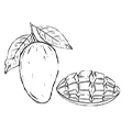 Skizze einer Mango mit Blatt und einer aufgeschnittenen Mangohälfte mit Würfeln