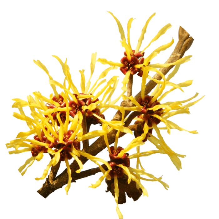 Hamamelis