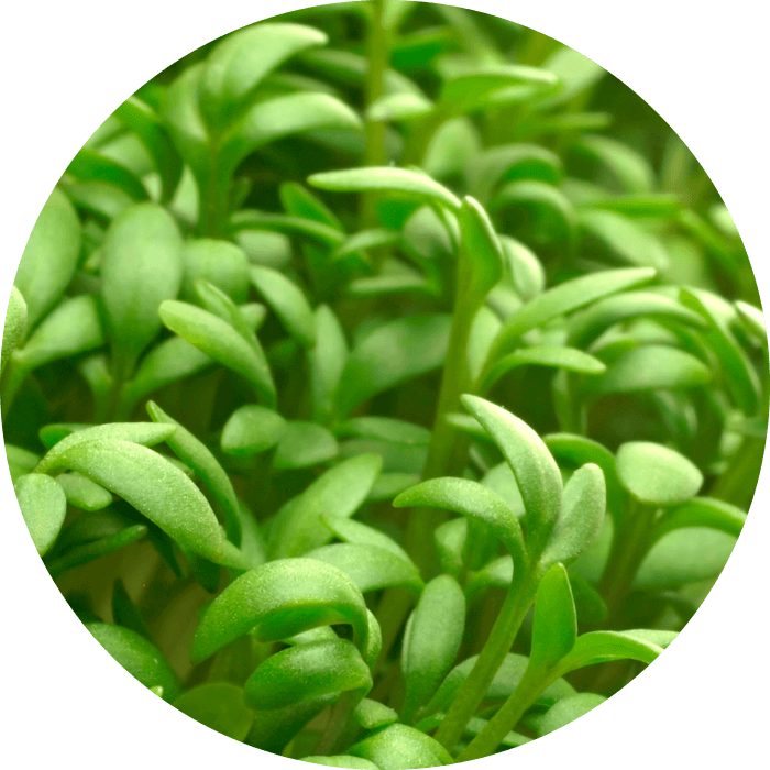 Phytonutrient aus der Kresse