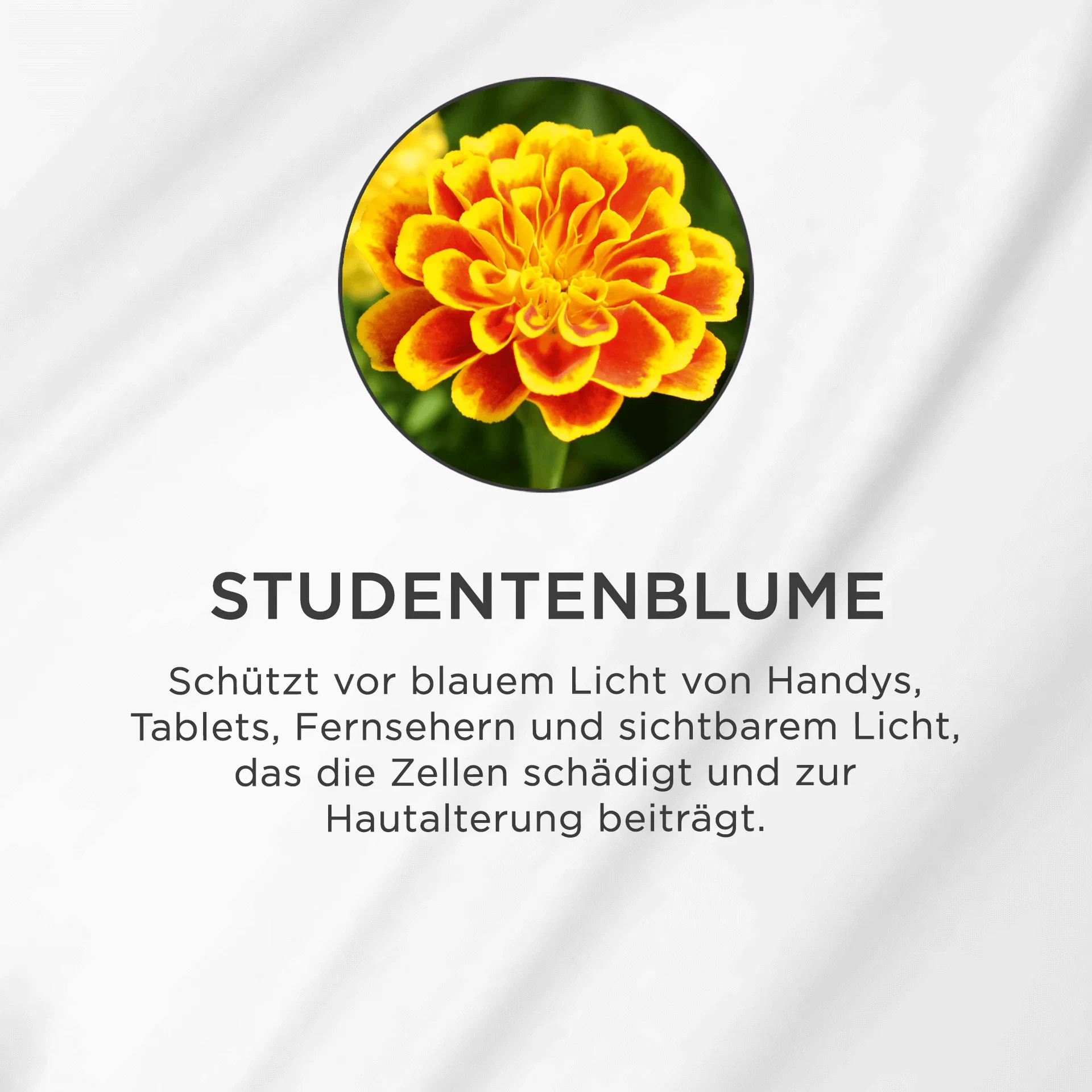 Nahaufnahme einer orange-gelben Studentenblume mit grünen Blättern im Hintergrund