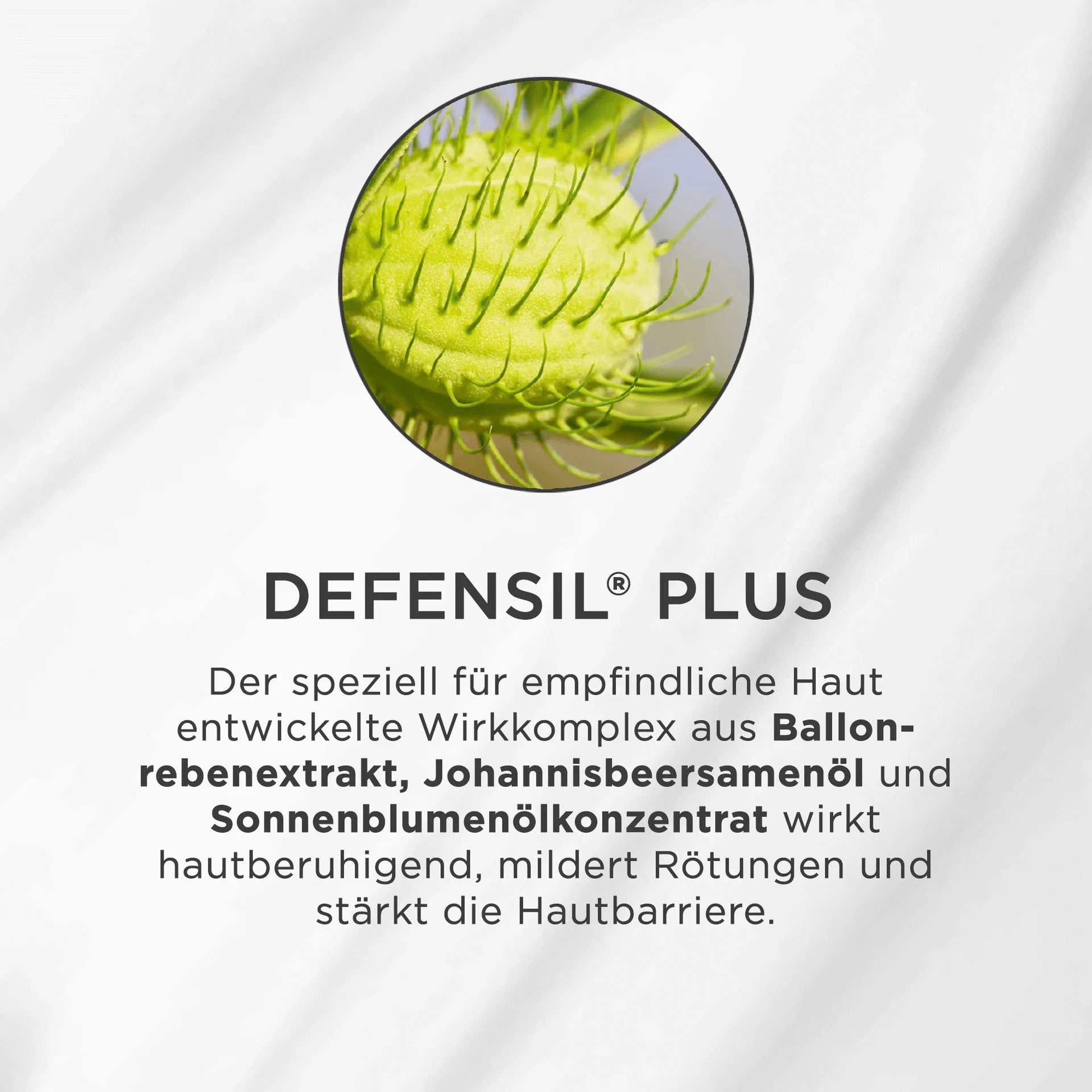 DEFENSIL PLUS Wirkkomplex mit Ballonrebenextrakt, Johannisbeersamenöl und Sonnenblumenölkonzentrat für empfindliche Haut