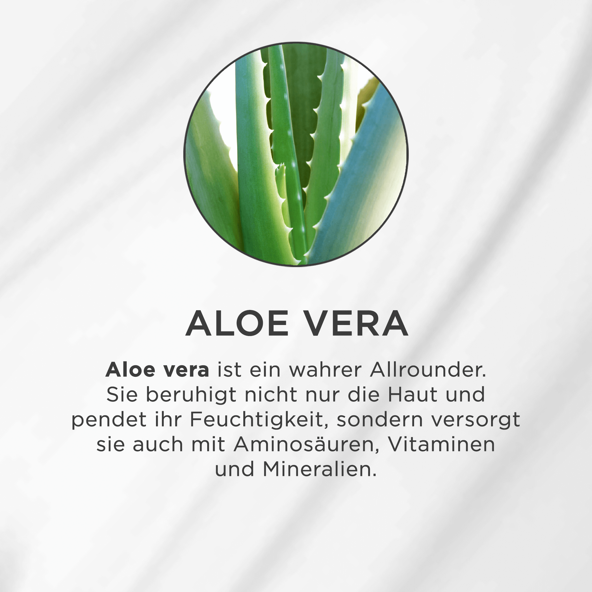 Nahaufnahme grüner Aloe-Vera-Blätter mit gezackten Rändern in rundem Bildausschnitt