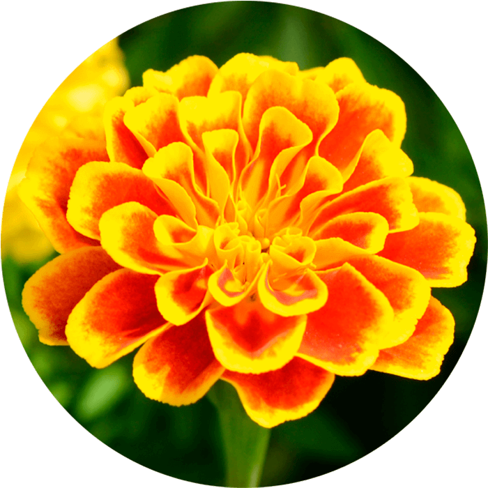 Tagetes (Studentenblume)