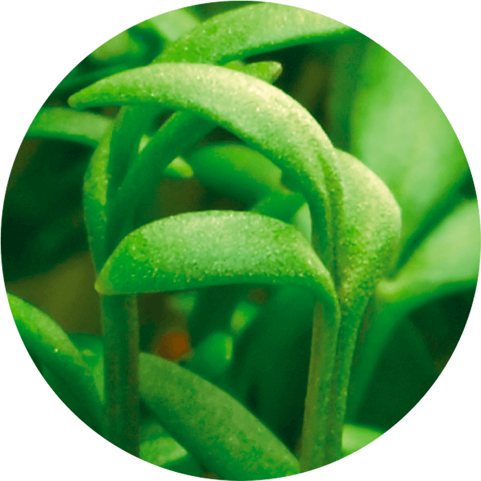 Detoxophane® aus der Gartenkresse