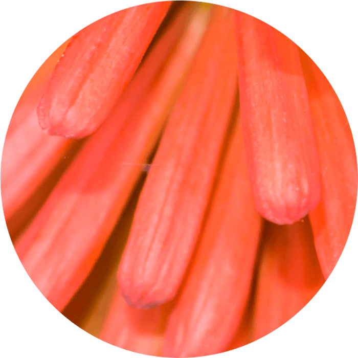 Bio-Fackellilienextrakt