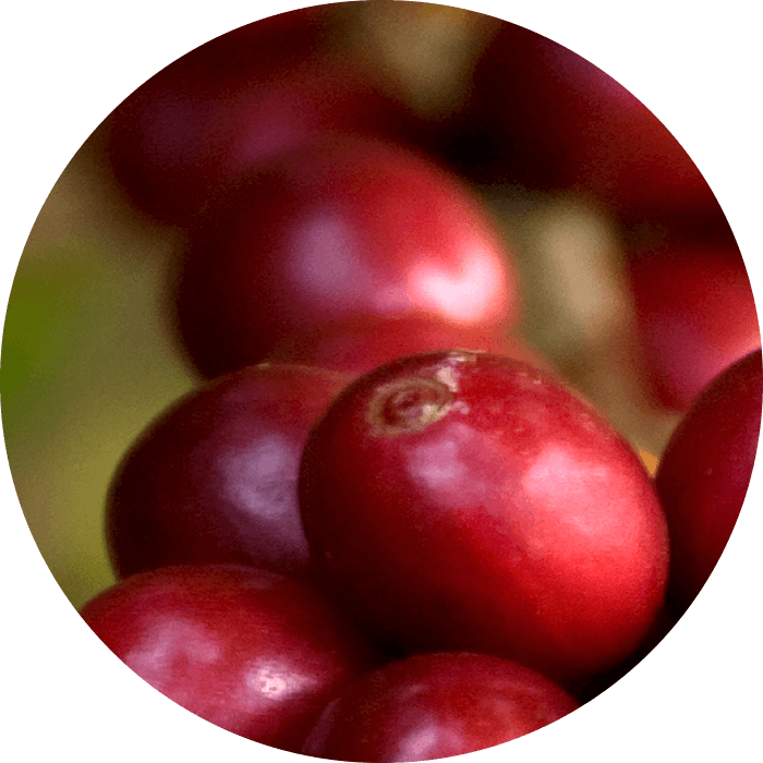 Bio-Koffein