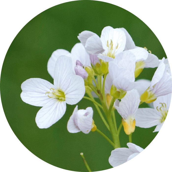 Wiesenschaumkrautöl