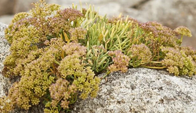 Fleischige, grüne und rosa Blüten einer Sukkulentenpflanze auf rauem Granitfelsen