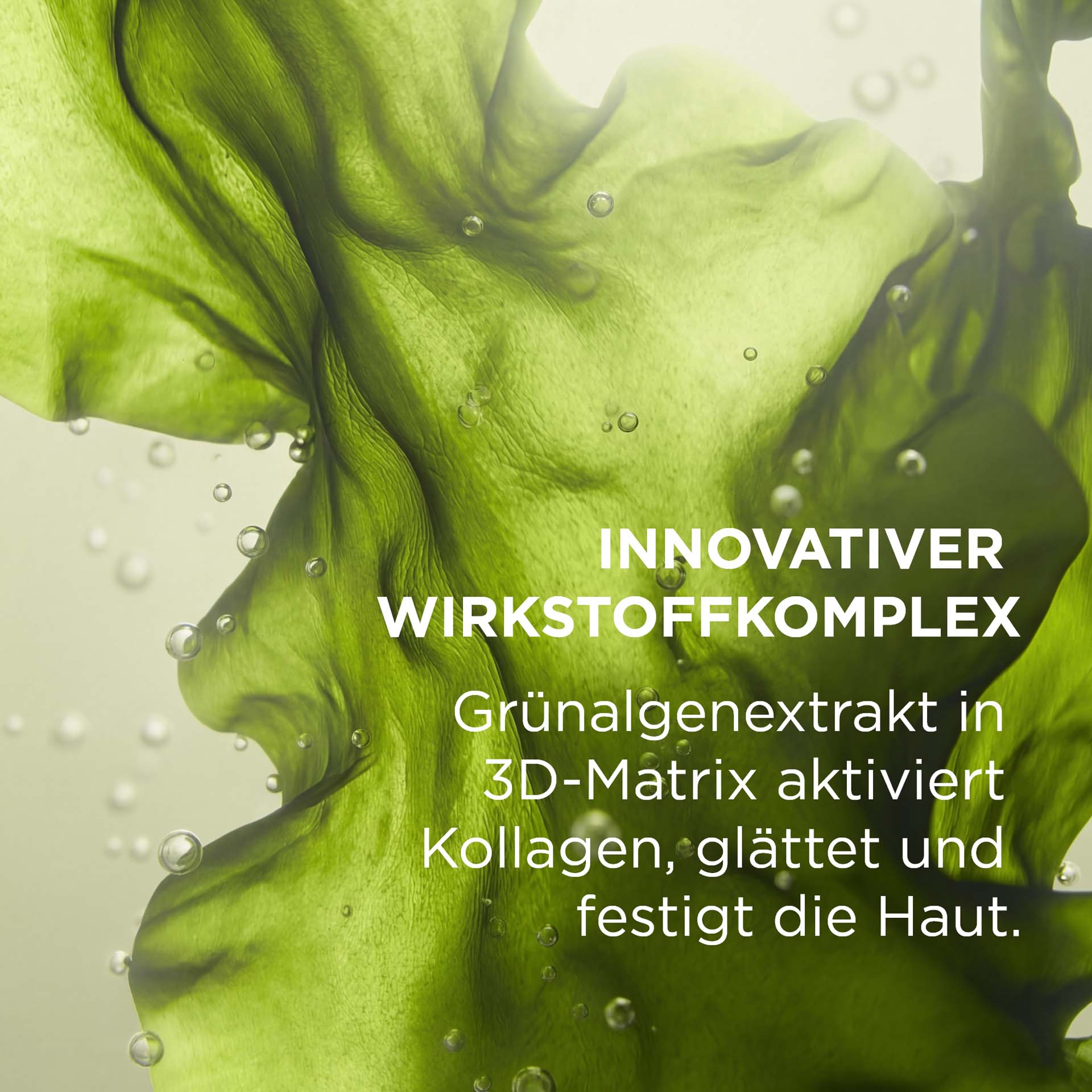 Transparente, grüne Algenblätter vor hellem Hintergrund, detailreich und organisch geformt mit Beschreibung