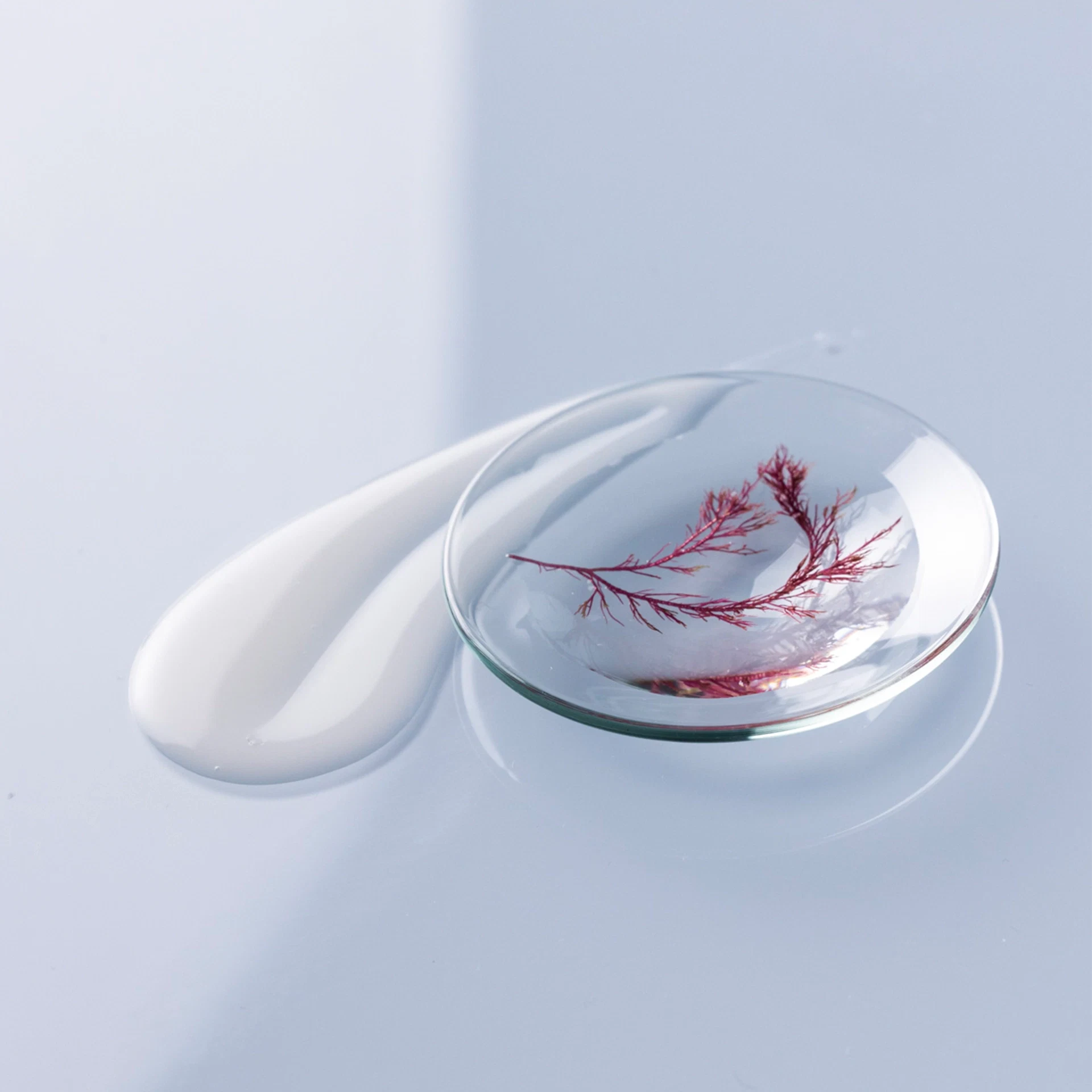 Transparente Flüssigkeit mit rotem Pflanzenzweig in einer Glaslinse und daneben eine weiße Creme auf hellem Untergrund