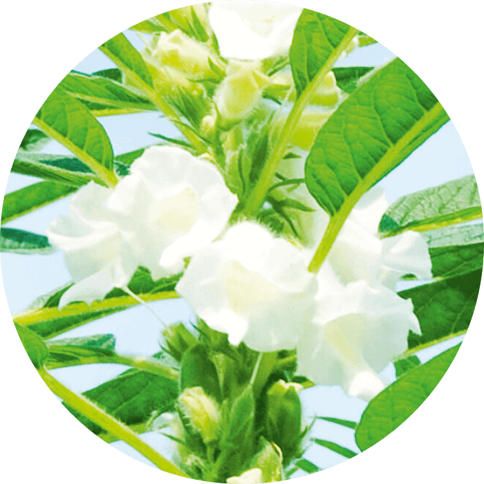 Bio-Sesamöl