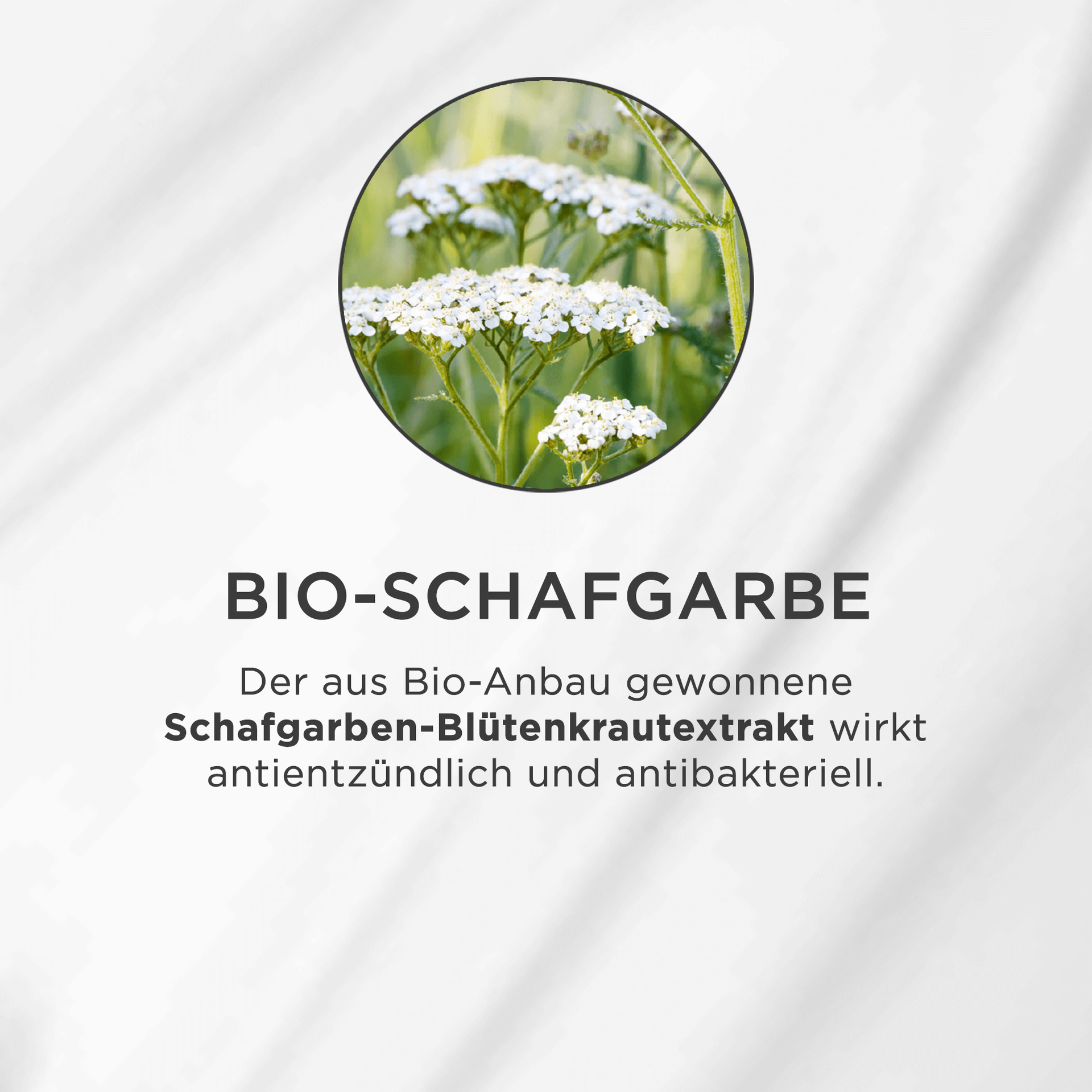 Weiße Blüten der Bio-Schafgarbe in Nahaufnahme vor grünem Hintergrund