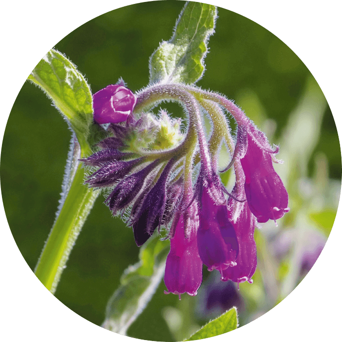 Allantoin