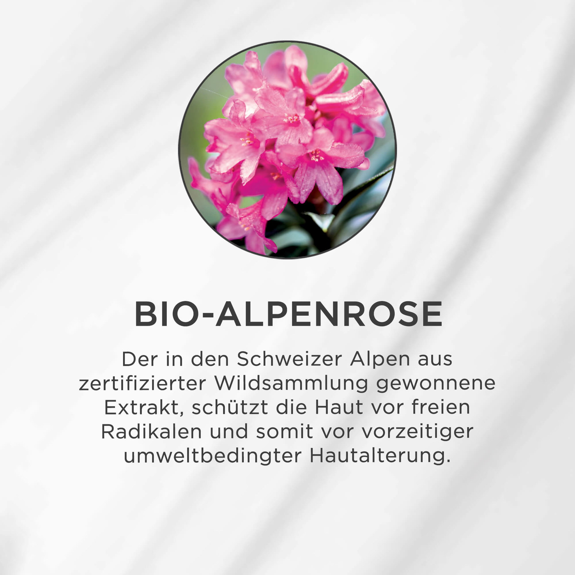 Nahaufnahme einer pinken Bio-Alpenrose mit Blüten, Symbol für antioxidativen Hautschutz