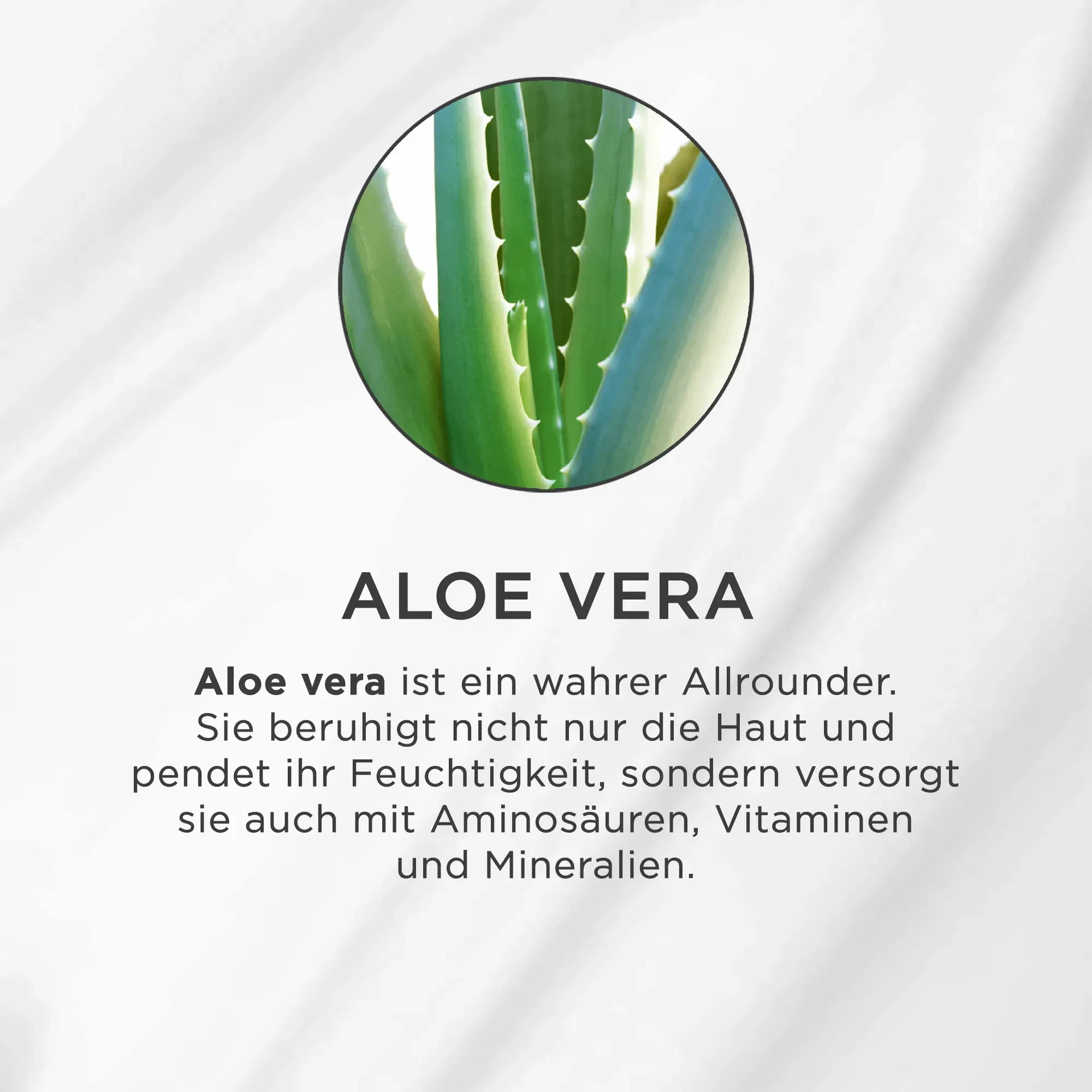Nahaufnahme grüner Aloe-Vera-Blätter mit gezackten Rändern vor hellem Hintergrund