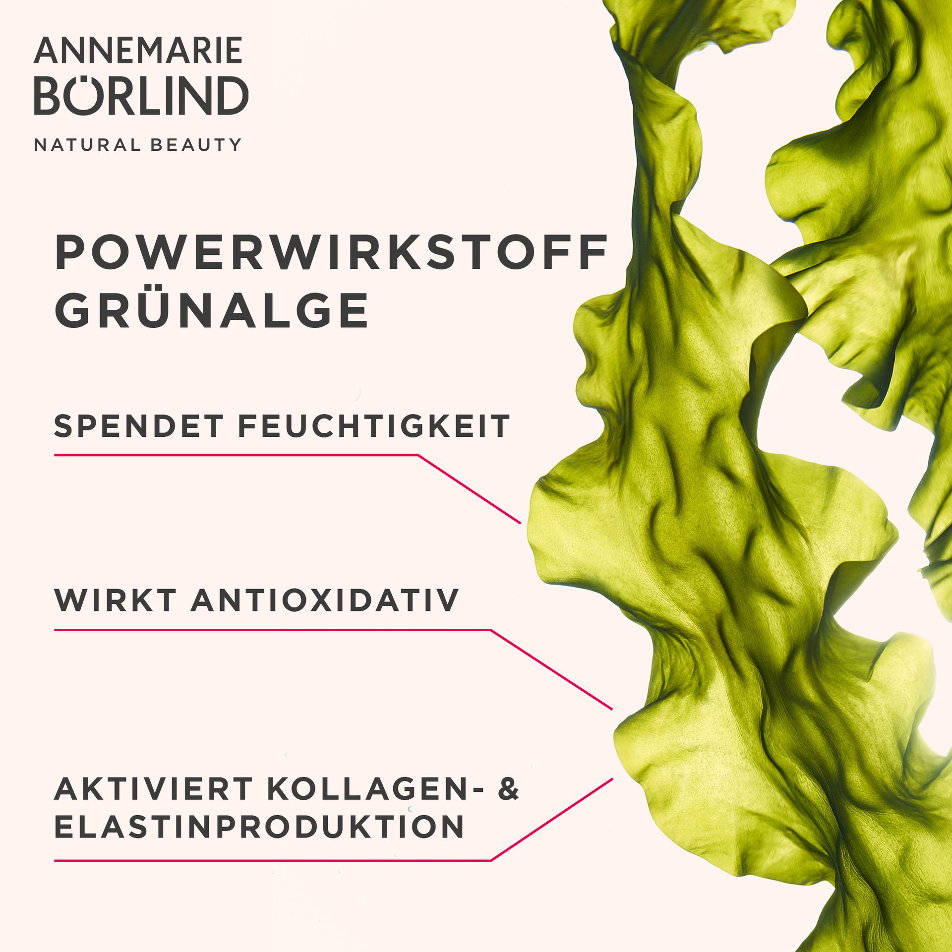 Grüne Algenblätter mit Text zu Powerwirkstoff, Feuchtigkeit, antioxidativer Wirkung und Kollagenaktivierung