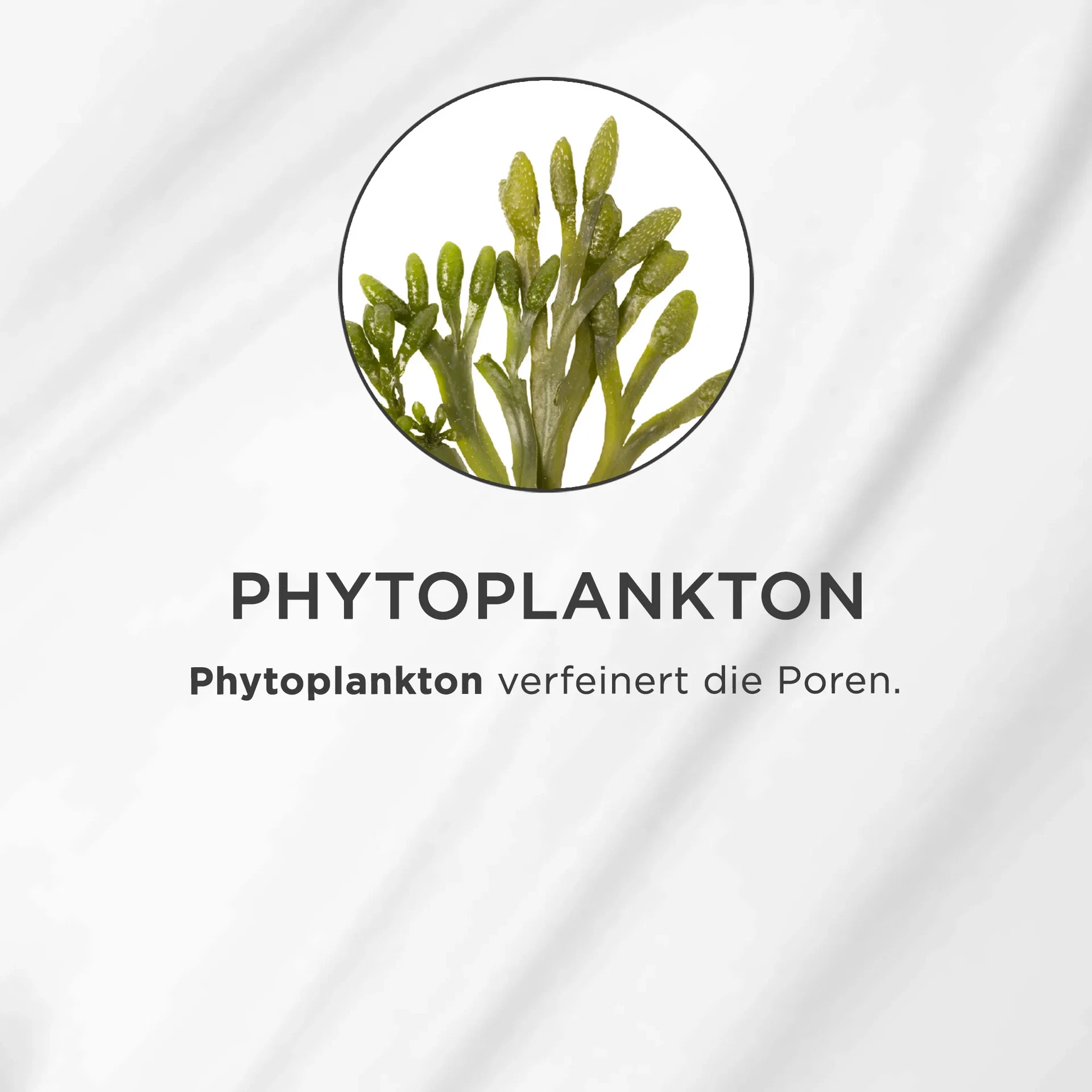 Grüner Phytoplankton-Zweig in Nahaufnahme vor weißem Hintergrund mit Text zu Porenverfeinerung