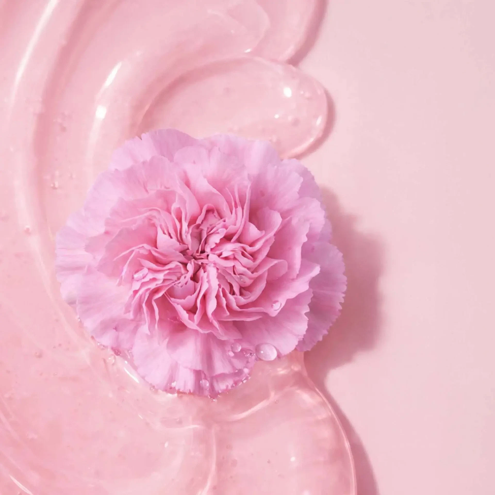 Rosa Blüte auf glänzender, roséfarbener Lip-Oil-Textur vor zartem Hintergrund