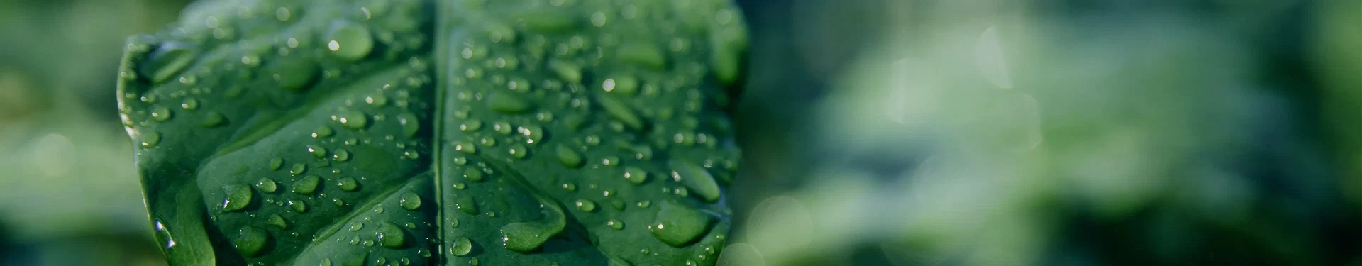 Nahaufnahme eines grünen Blattes mit Wassertropfen und unscharfem grünem Hintergrund