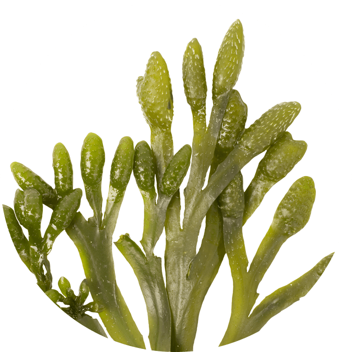 Phytoplankton