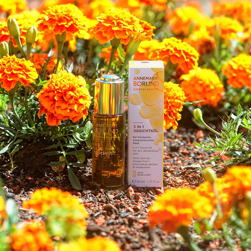 ANNEMARIE BÖRLIND 3 in 1 Gesichtsöl im Firmenkräutergarten zwischen leuchtend orangefarbenen Blüten