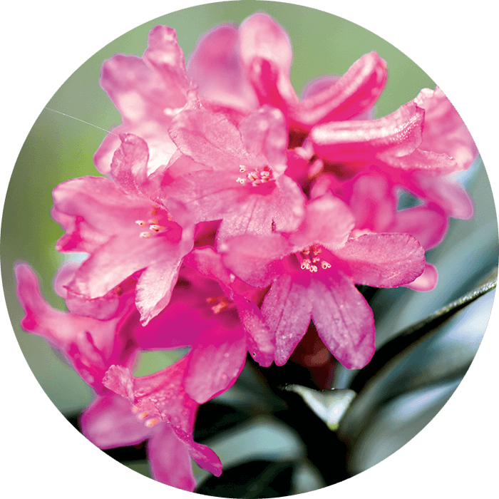 Extrakt aus Bio-Alpenrosenblättern