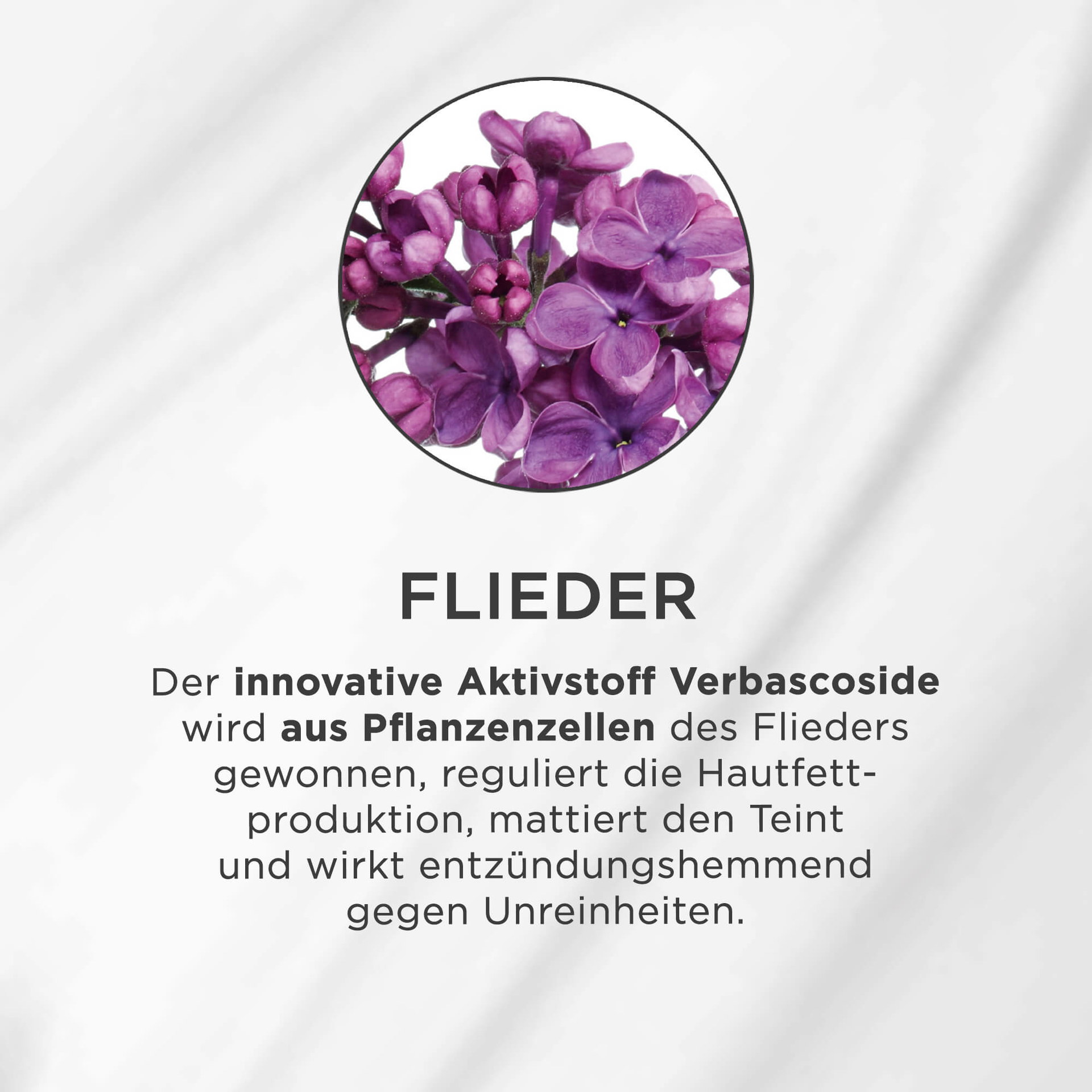 Nahaufnahme von violetten Fliederblüten in einem Kreis auf weißem Hintergrund mit Text darunter.