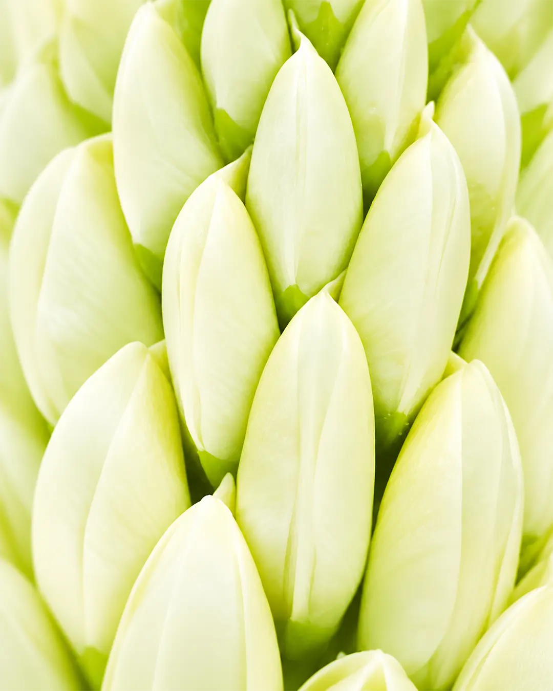 WEIße LUPINE