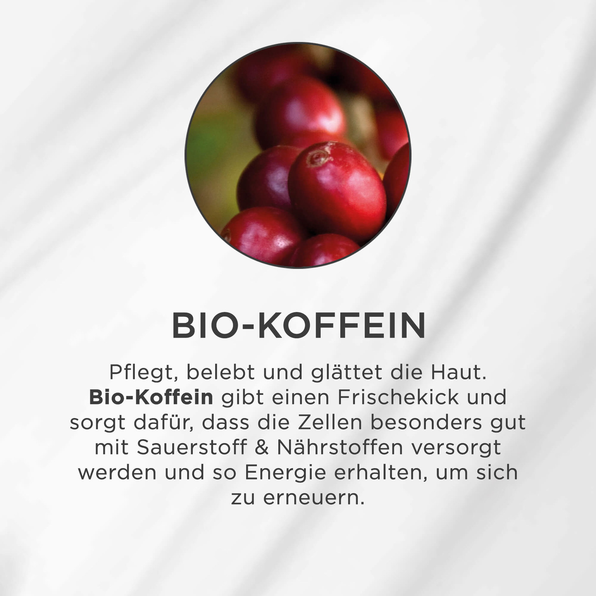Nahaufnahme roter Kaffeekirschen als Darstellung von BIO-KOFFEIN Wirkstoff für Hautpflege