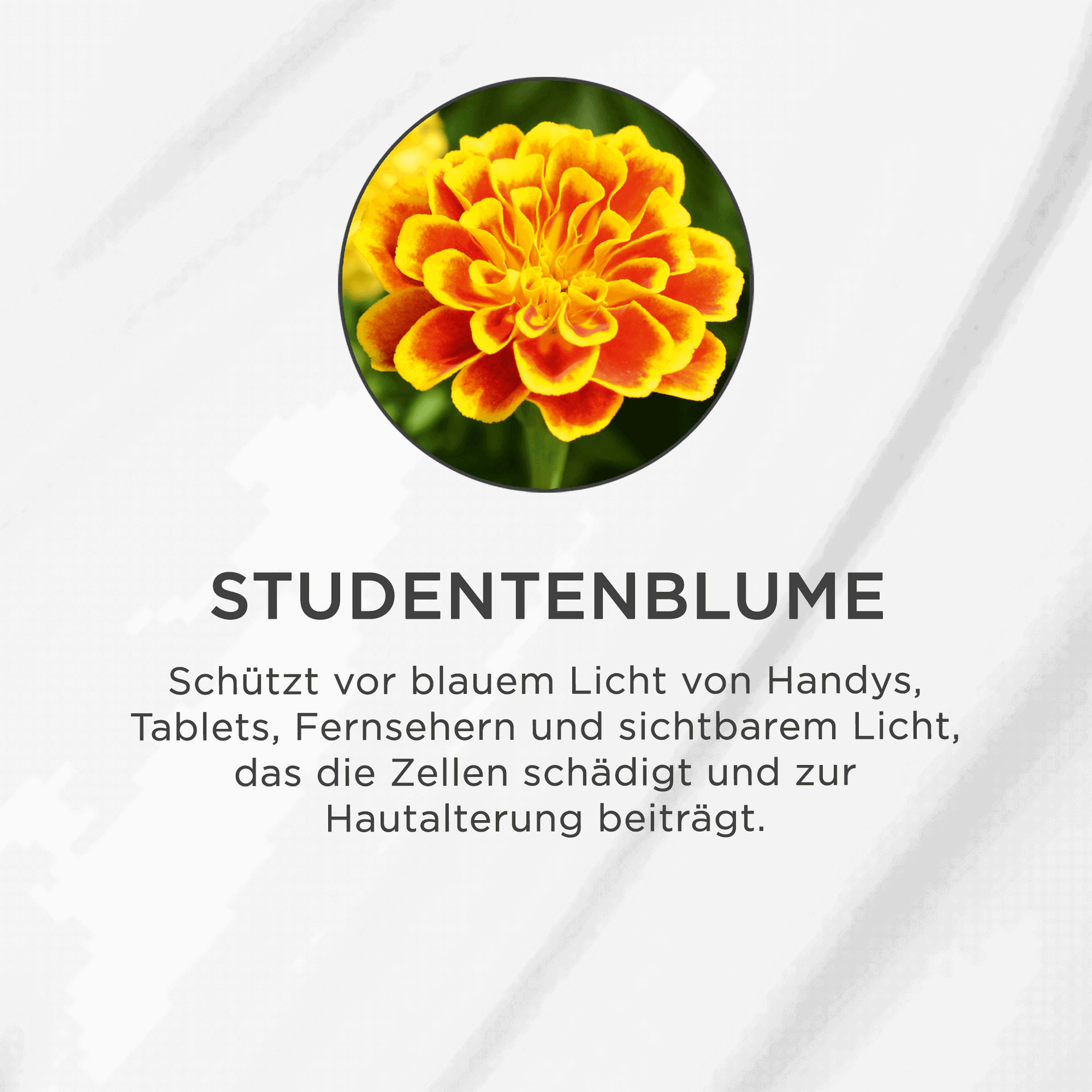 Nahaufnahme einer orange-gelben Studentenblume vor grünem Hintergrund