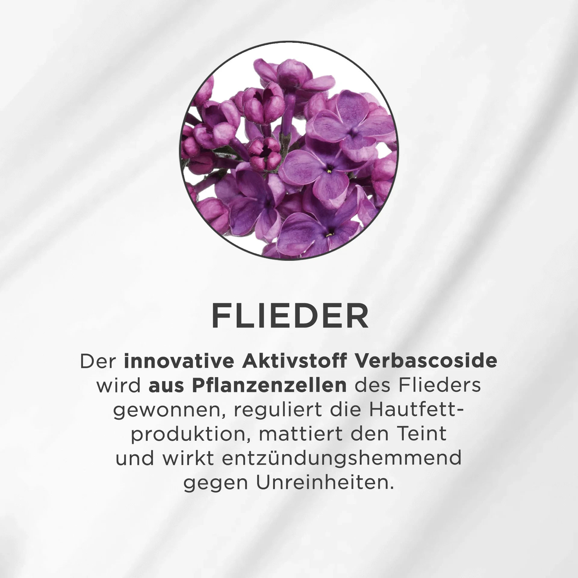 Nahaufnahme von lila Fliederblüten in einem Kreis auf weißem Hintergrund mit erklärendem Text darunter