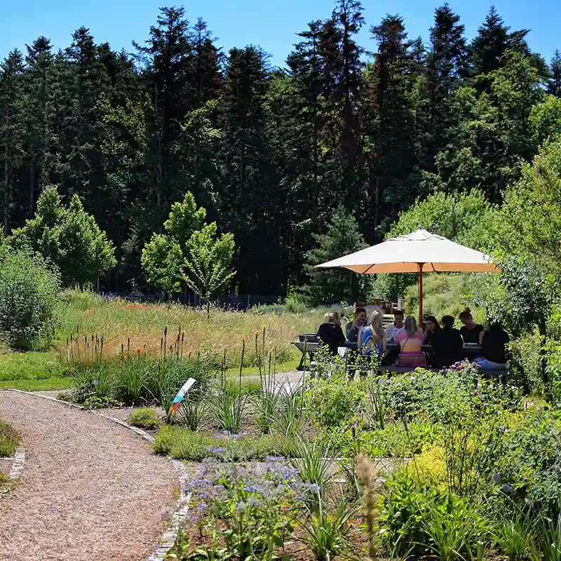 Mitarbeitende von BÖRLIND sitzen bei Sonnenschein unter einem Sonnenschirm im Firmengarten am Waldrand